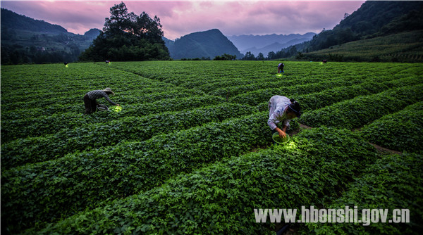 恩施富硒茶好吗