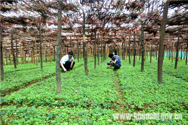 恩施富硒茶好吗