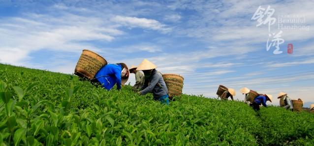 富硒茶的含硒量