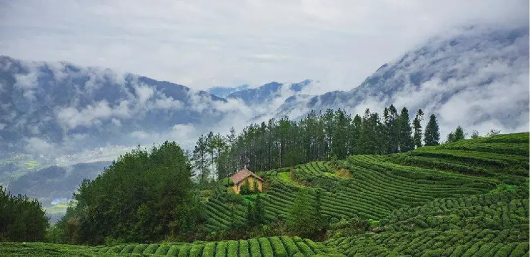 富硒茶的含硒量