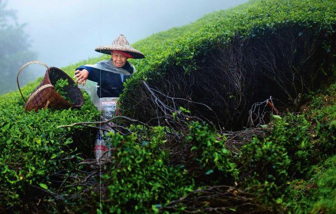 天猫恩施富硒茶