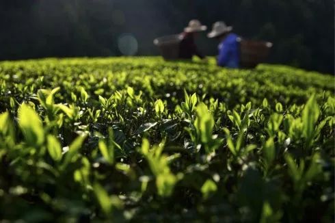 天猫恩施富硒茶