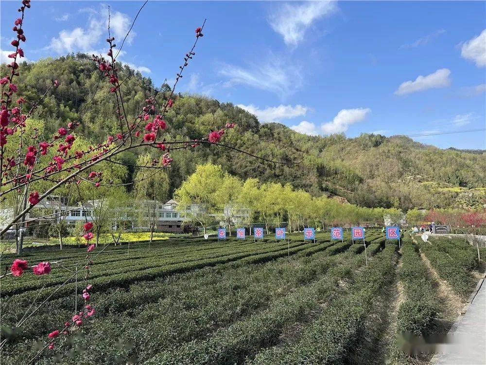 紫阳富硒茶品牌