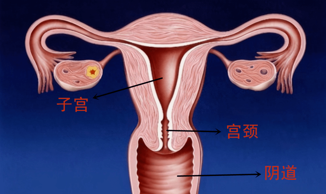 女生补锌会增加雌性激素吗