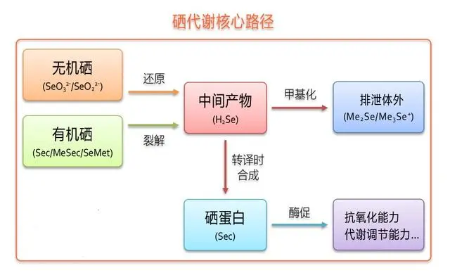 补硒应选有机硒