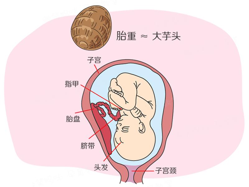 怀孕几个月开始补铁