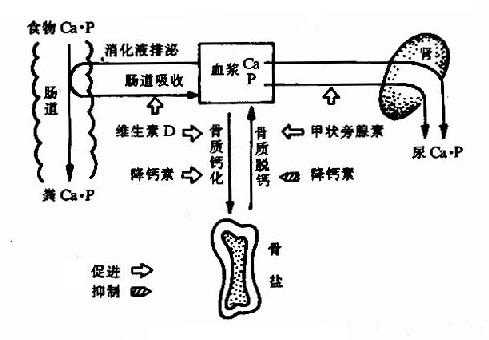 补锌补硒补蛋白