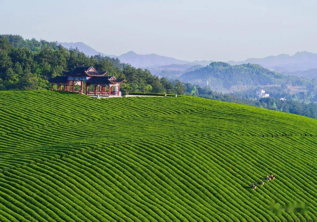 常熟锌硒茶补硒