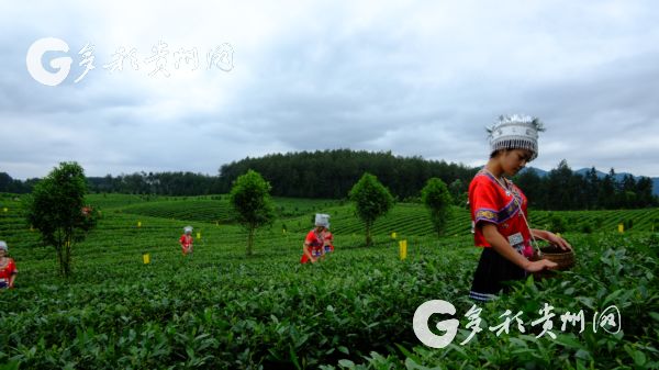 高州锌硒茶补硒