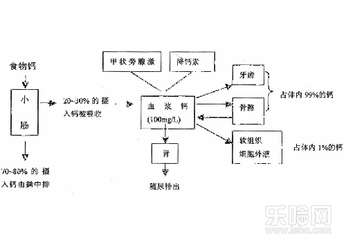 怎么快速补钙