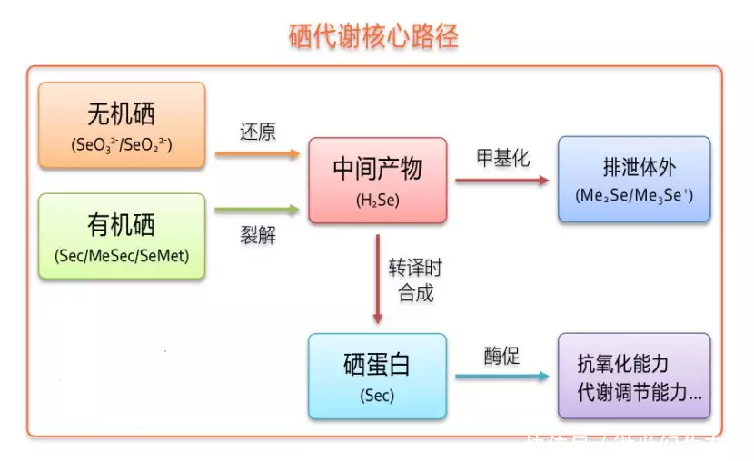 要补就补有机硒