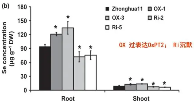 硒代蛋氨酸补硒