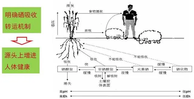 硒代蛋氨酸补硒