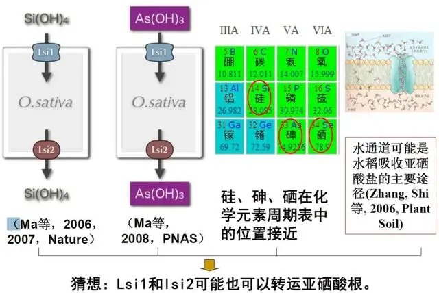 硒代蛋氨酸补硒