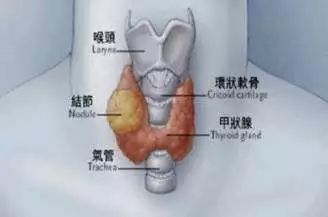 甲状腺补什么硒