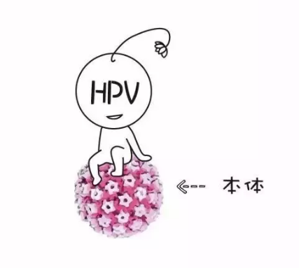 补硒对抗hpv