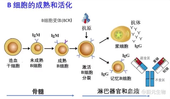 口腔溃疡 补硒