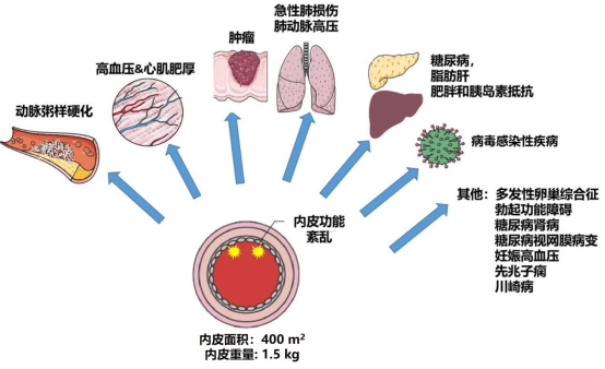 房颤可以补硒吗