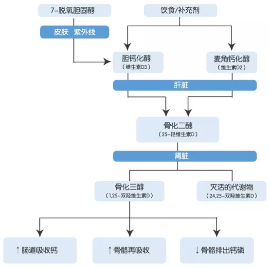 硒可以常年补吗