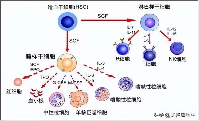 缺硒怎么补最好