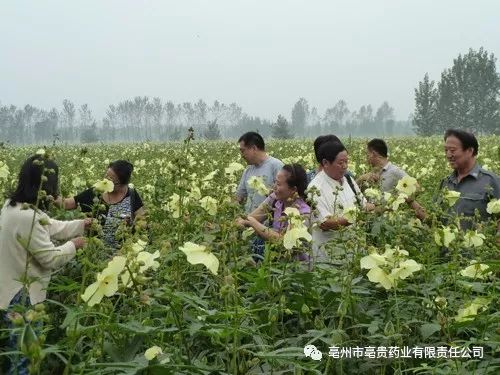 成年男人补硒药