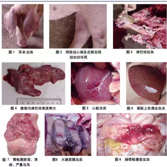 仔猪补硒后抽搐