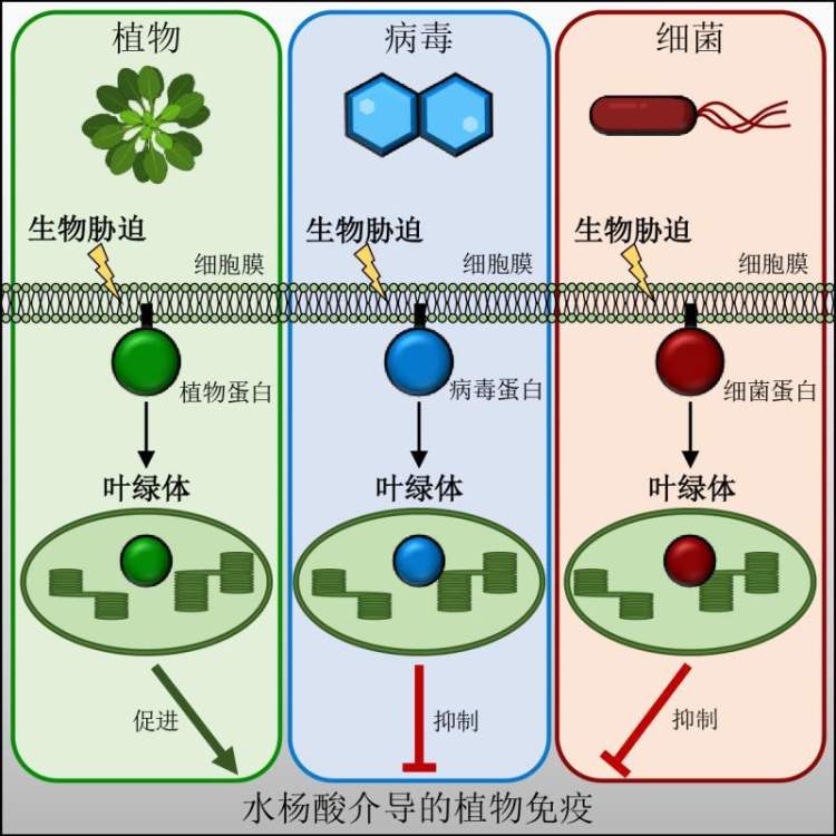 补硒对肺部作用