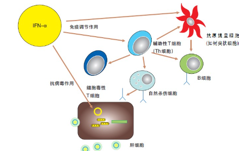 补硒对肺部作用