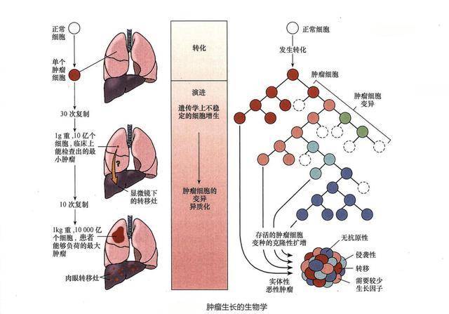 补硒提高肾小球