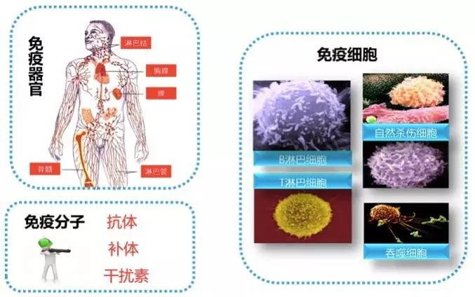 放化疗期间补硒