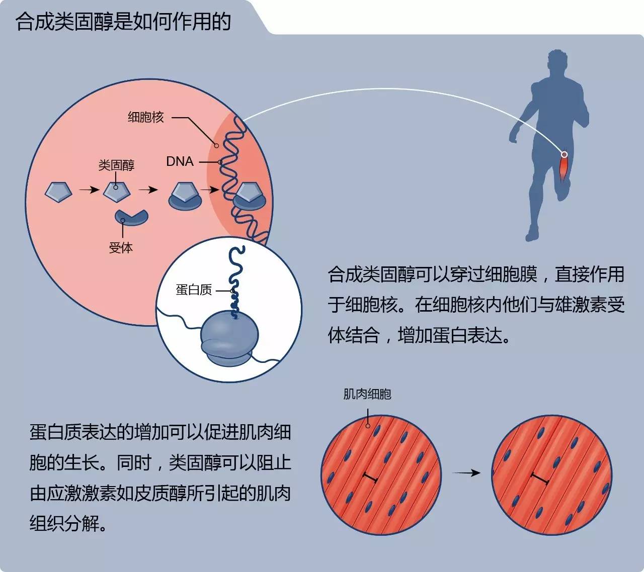 国产硒补剂推荐