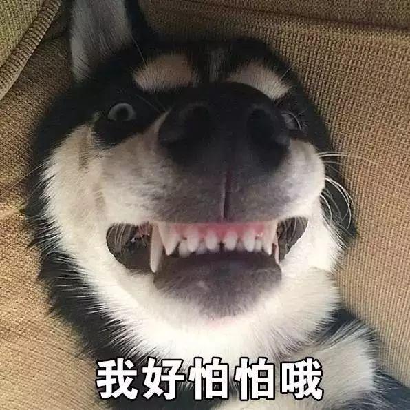 狗狗缺微量元素吃什么