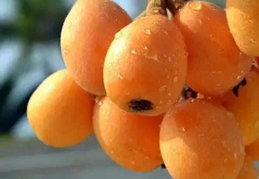 补麦芽硒的食物