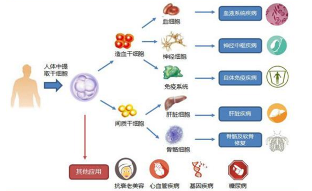 怎么补多糖和硒