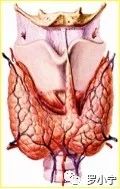 甲状腺全切补硒