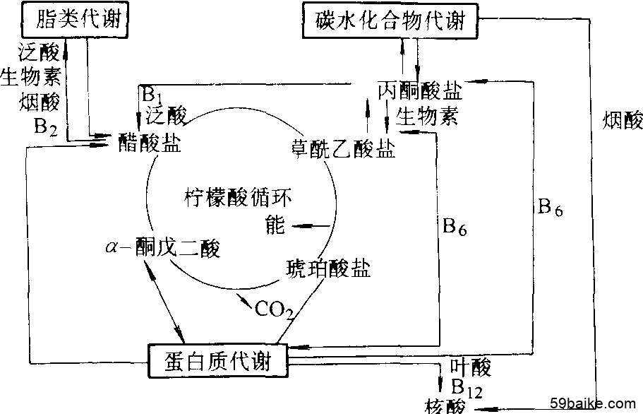 补硒后嘴唇发红