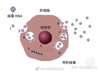 补硒治好肝硬化