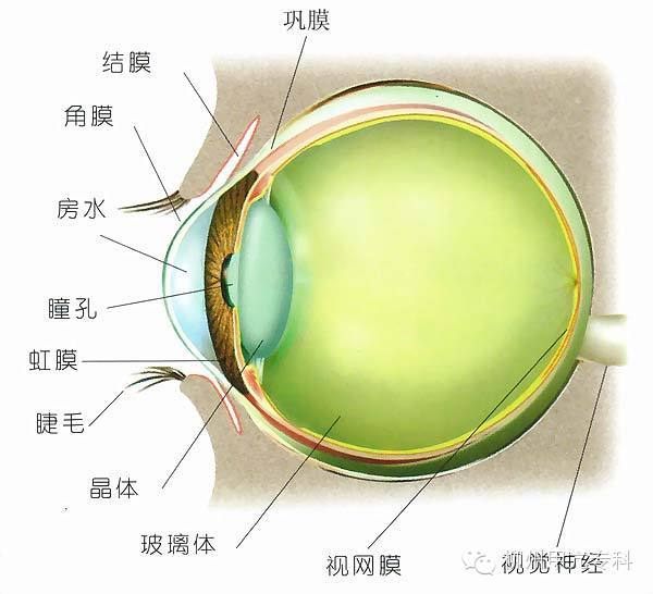 甲亢突眼 补硒