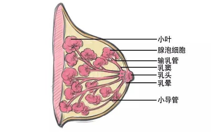 乳腺增生与补硒