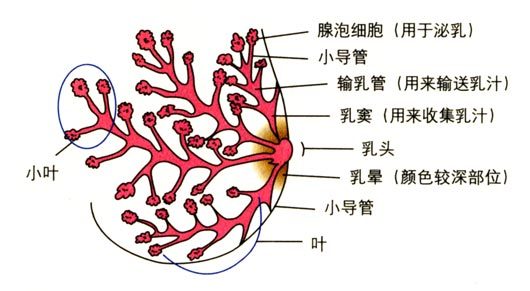 乳腺结节要补硒