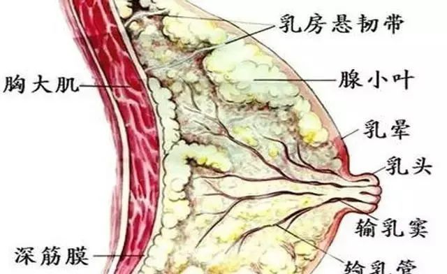 乳腺结节要补硒