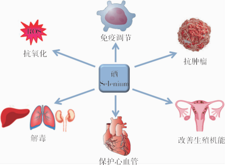 科学补硒的作用