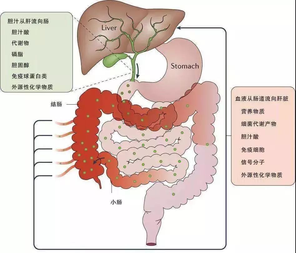 肝硬化补麦芽硒