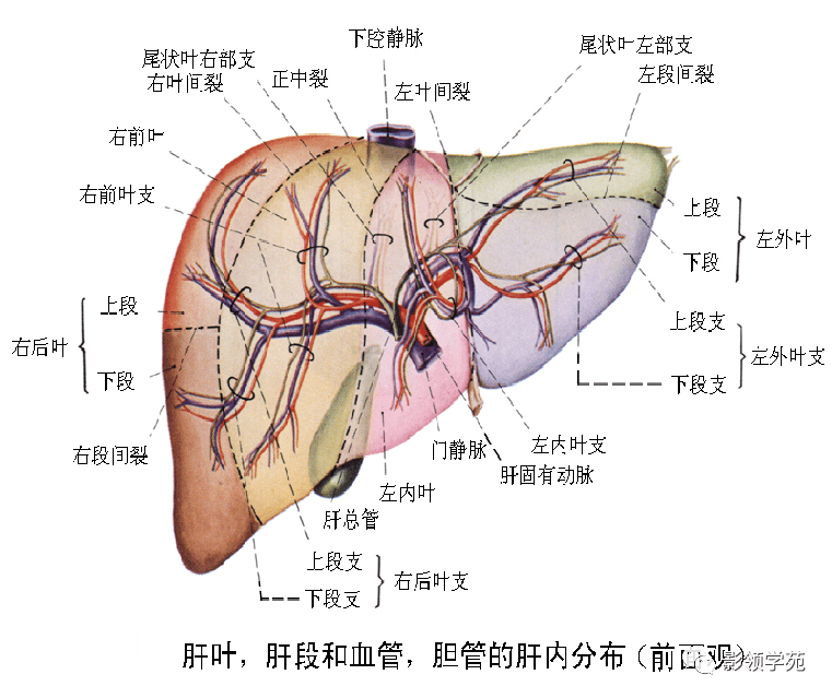 肝硬化补麦芽硒