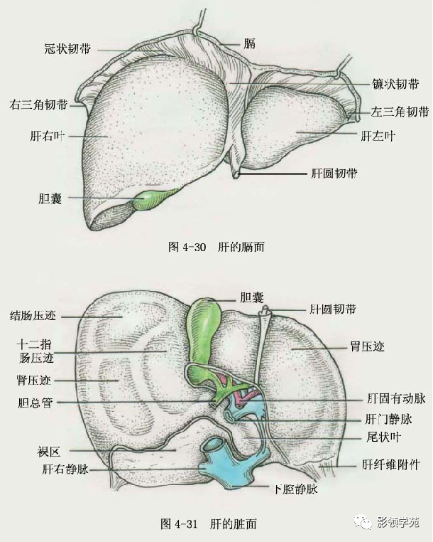 肝硬化补麦芽硒