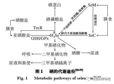 补硒及药物治疗