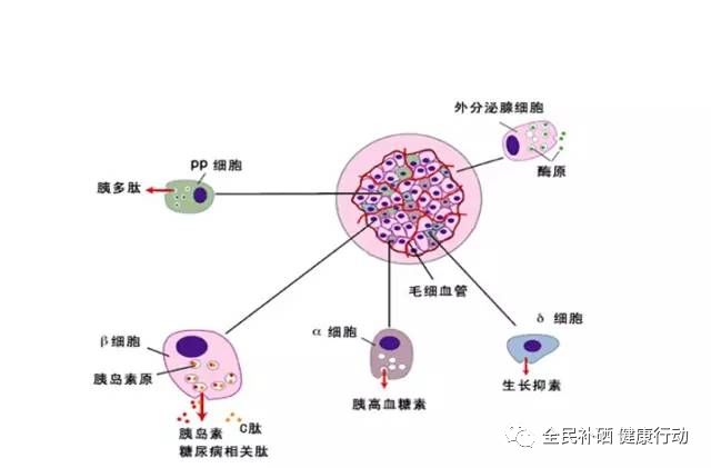 补硒对血糖好吗