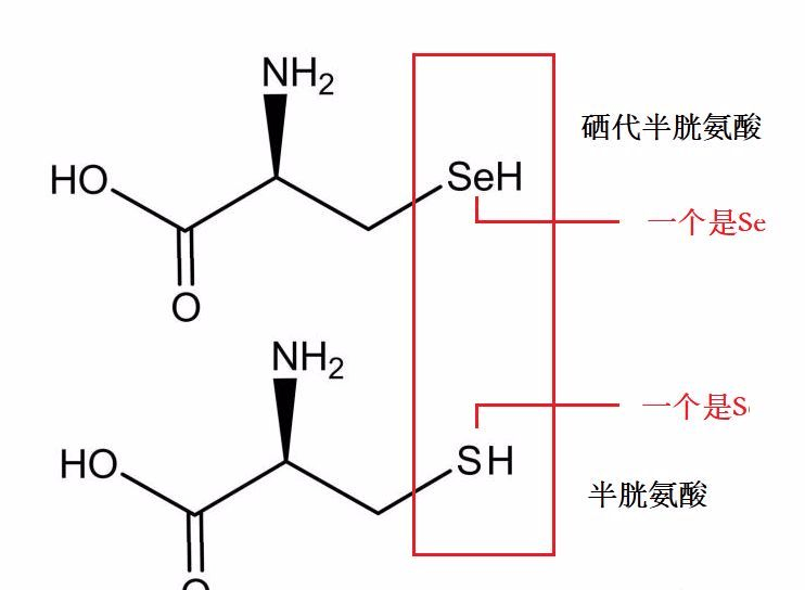 补硒的金属元素