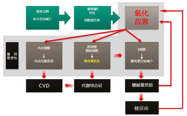 补硒会升高血糖