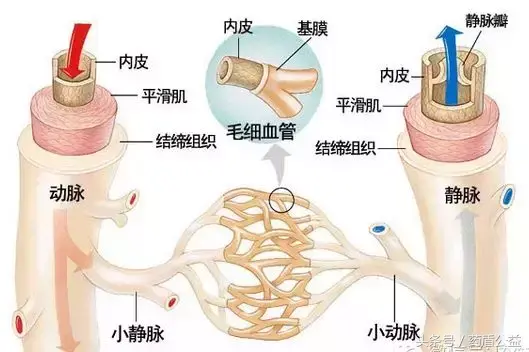 铁硒同补的针剂